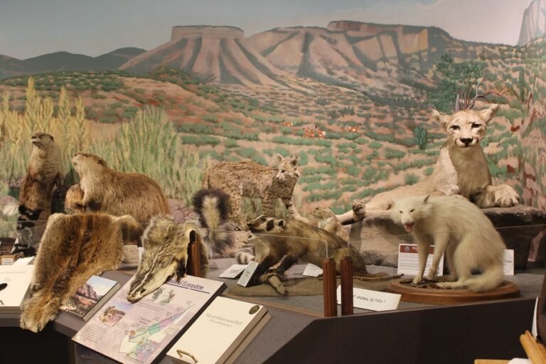 Durango Wildlife Museum