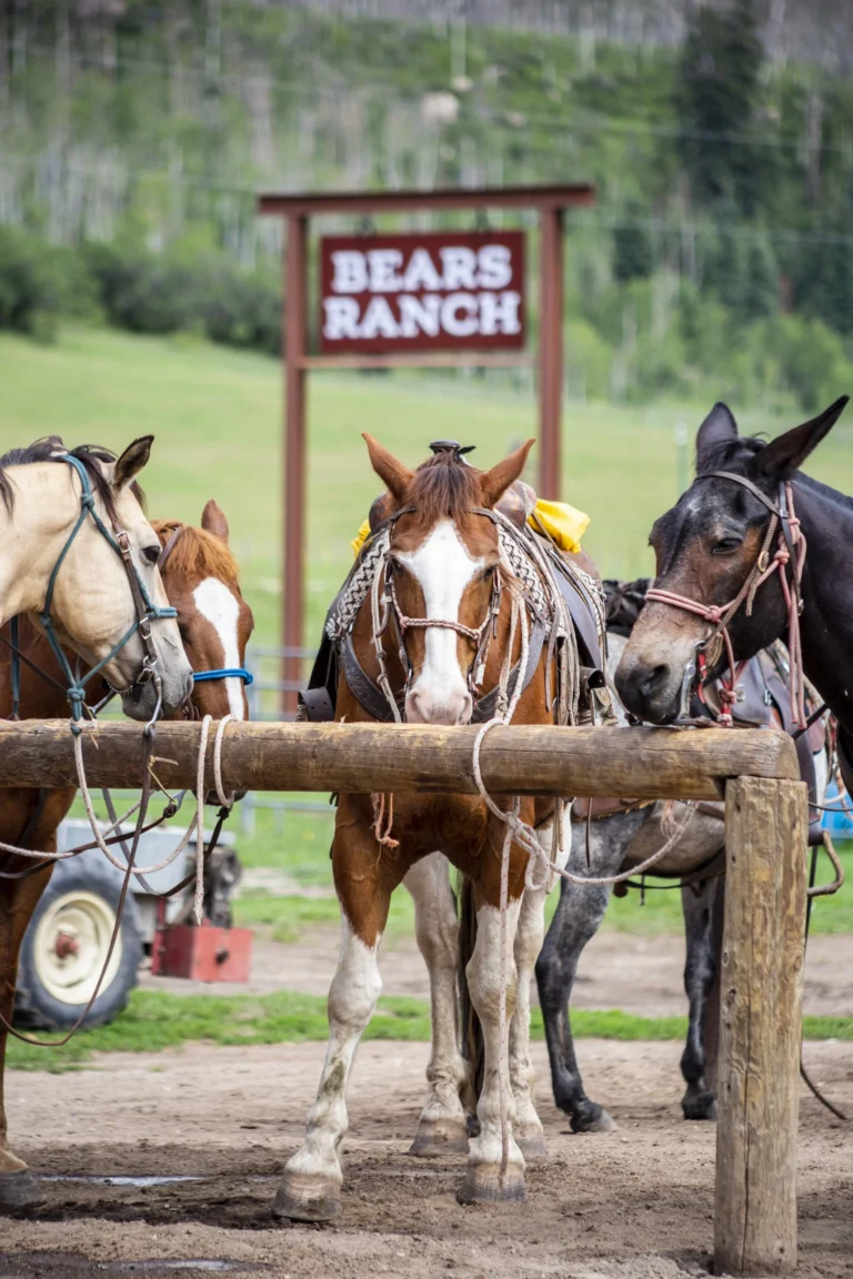 Bears Ranch
