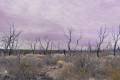 Mesa Verde Trees 2